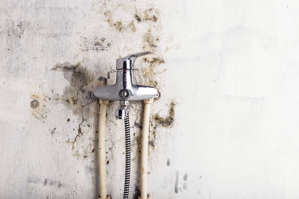 Best Certified Mold Removal  in Newberry, SC