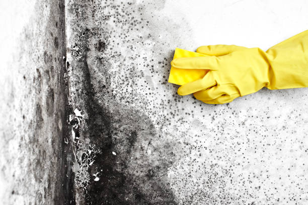 Attic Mold Removal in Newberry, SC