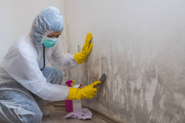 Best Attic Mold Removal  in Newberry, SC