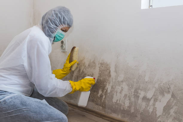 Trusted Newberry, SC Mold Removal Experts